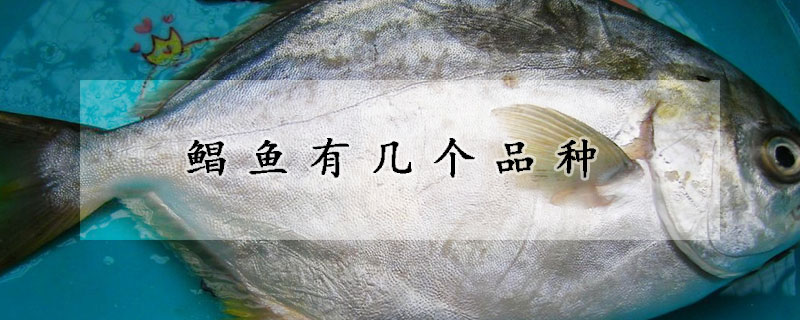 鲳鱼有几个品种