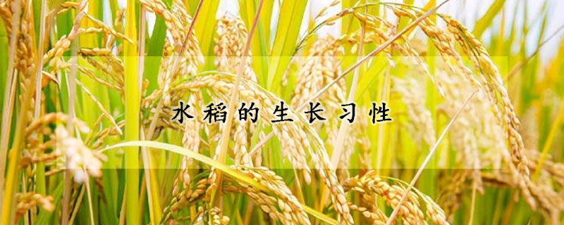 水稻的生长习性