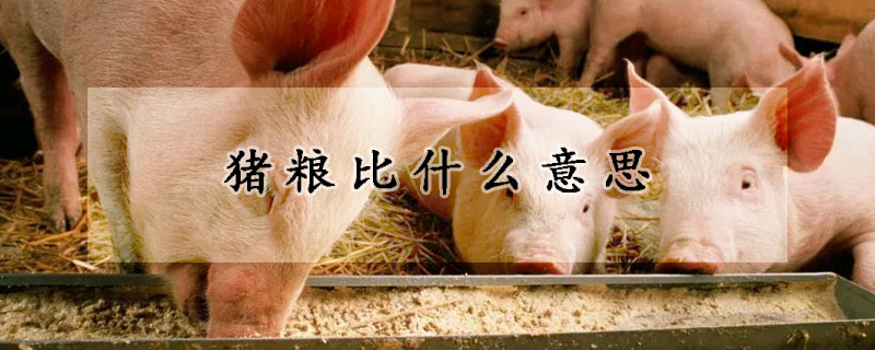猪粮比什么意思