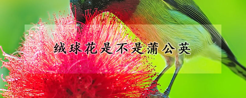 绒球花是不是蒲公英