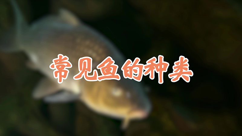 常见鱼的种类