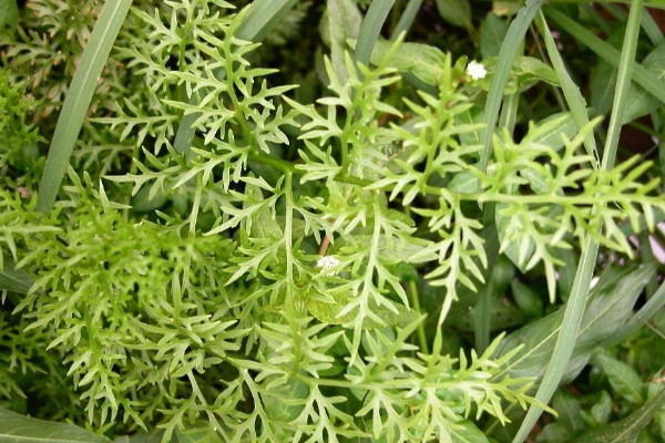 路边常见100种植物 路边绿植种类