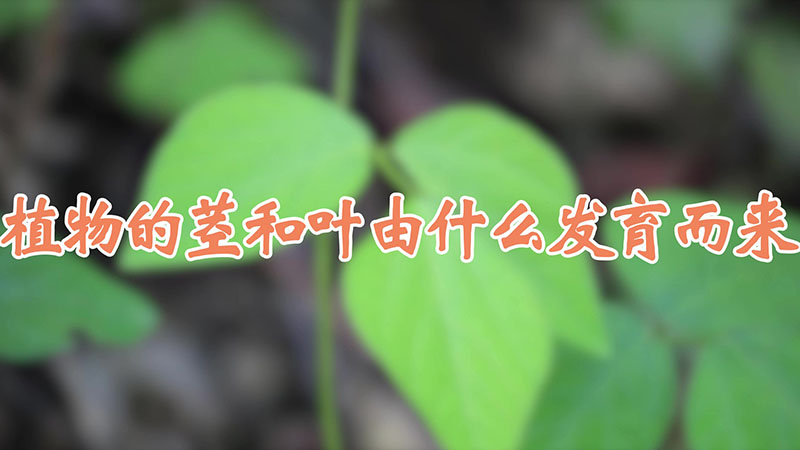 植物的茎和叶由什么发育而来