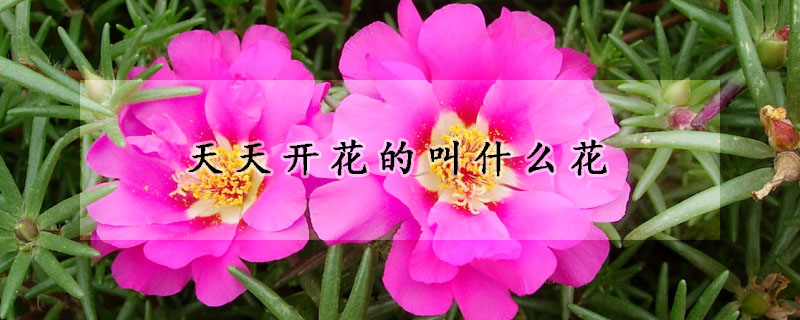 天天开花的叫什么花
