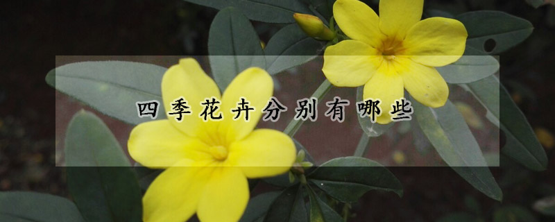 四季花卉分别有哪些
