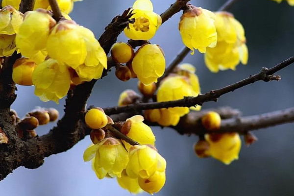 腊梅花什么时候开