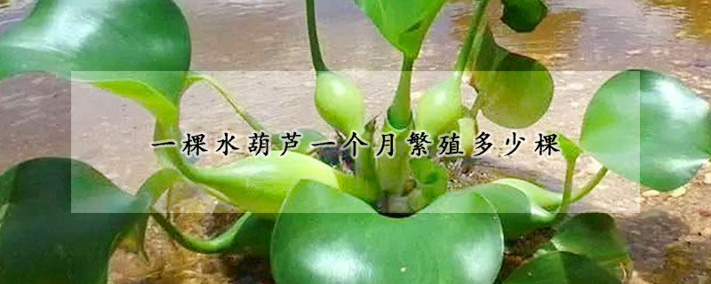 一棵水葫芦一个月繁殖多少棵