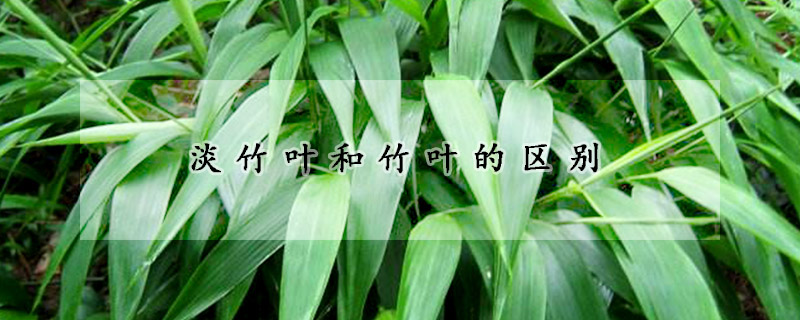 淡竹叶和竹叶的区别