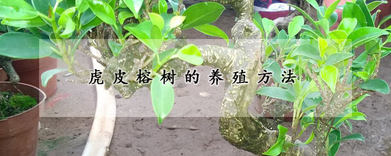 虎皮榕树的养殖方法