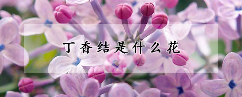 丁香结是什么花