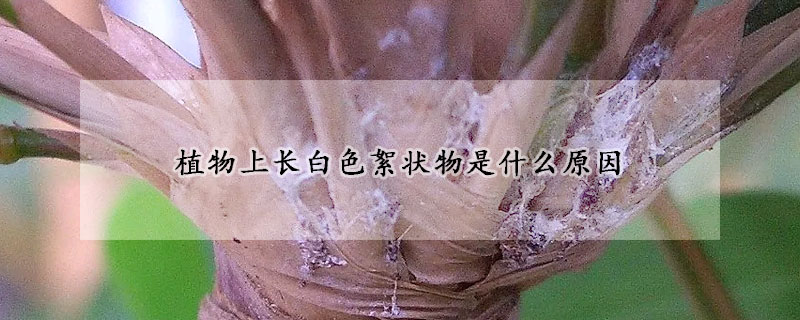 植物上长白色絮状物是什么原因