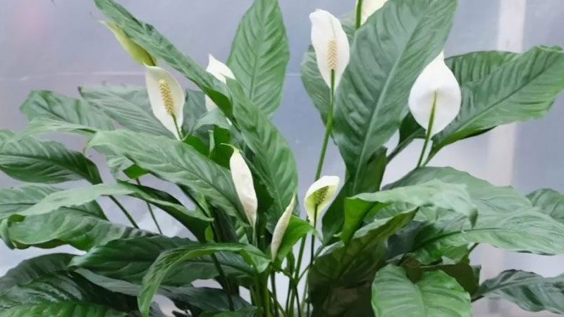 有哪些适合室内养的植物
