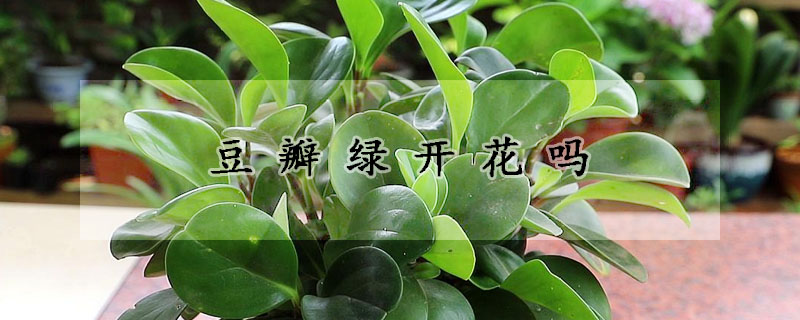 豆瓣绿开花吗