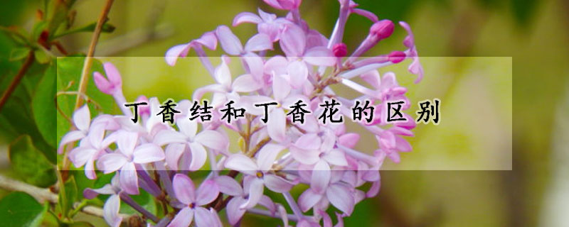 丁香结和丁香花的区别