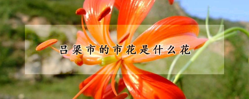 吕梁市的市花是什么花