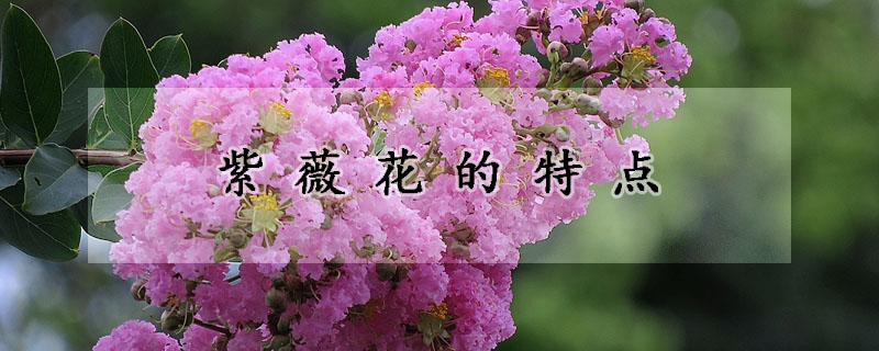 紫薇花的特点