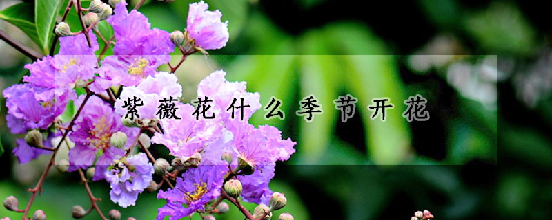 紫薇花什么季节开花
