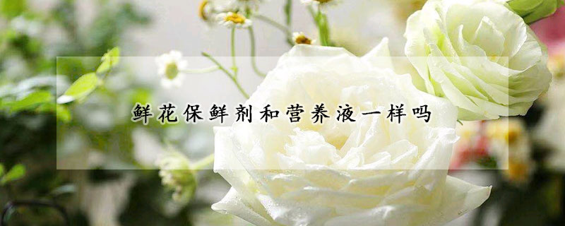 鲜花保鲜剂和营养液一样吗