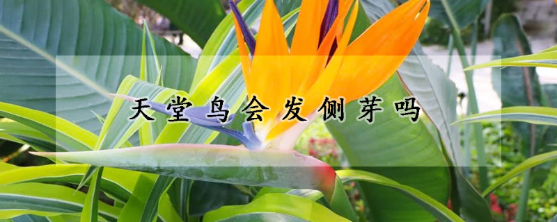 天堂鸟会发侧芽吗