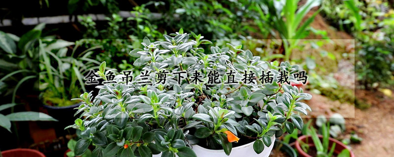 金鱼吊兰剪下来能直接插栽吗