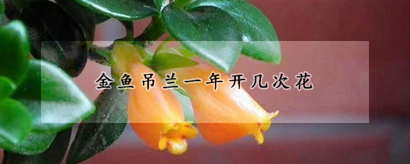 金鱼吊兰一年开几次花