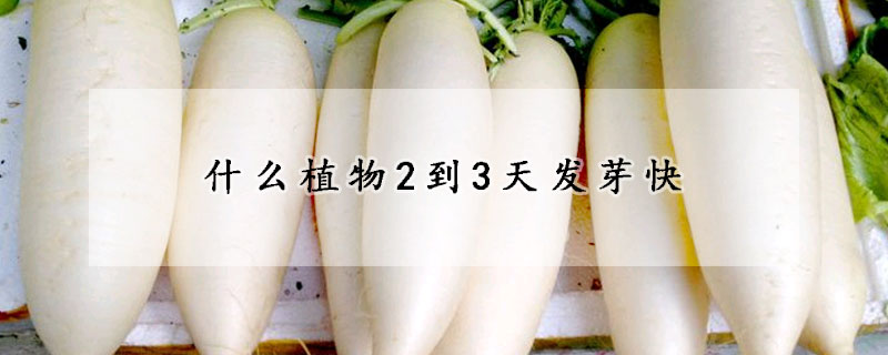 什么植物2到3天发芽快