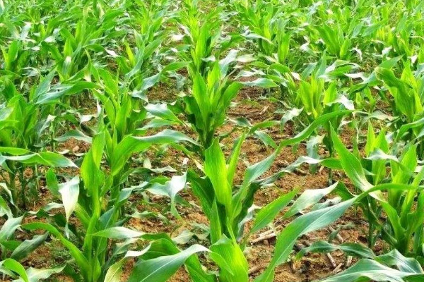 夏玉米品种前十名 夏玉米品种排行榜