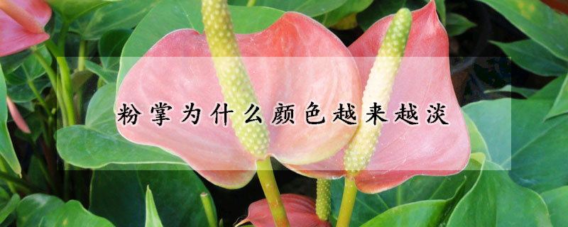 粉掌为什么颜色越来越淡