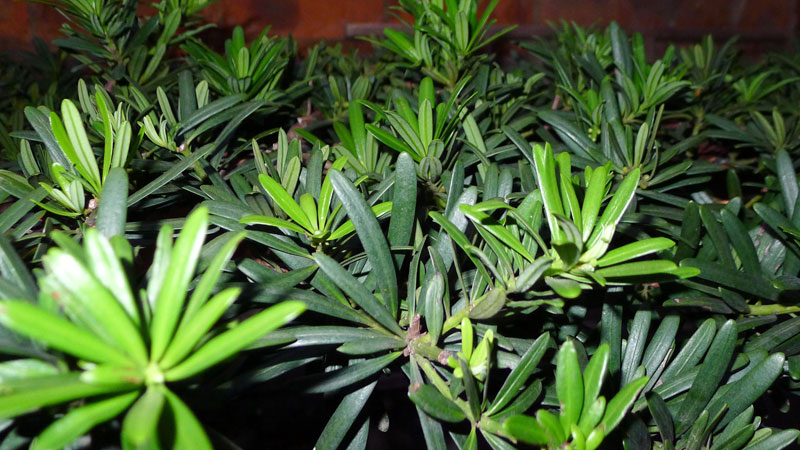 绿化墙用什么植物好