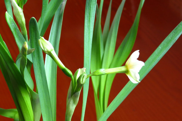 冬季开花植物大全 冬季开花的花卉有哪些
