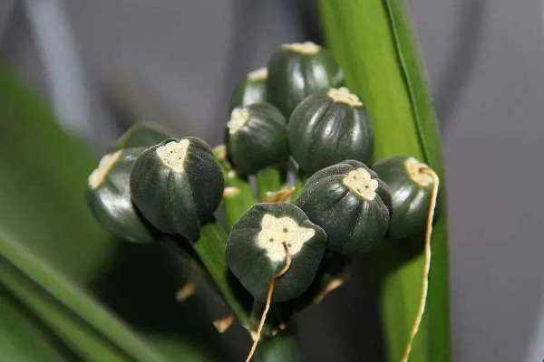植物过冬的方式 冬季植物如何过冬