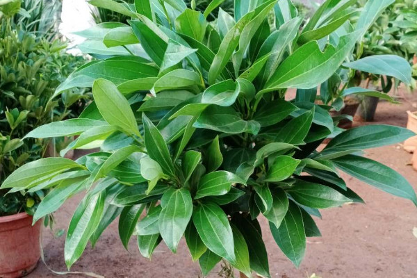 适合家庭养殖的花卉有哪些