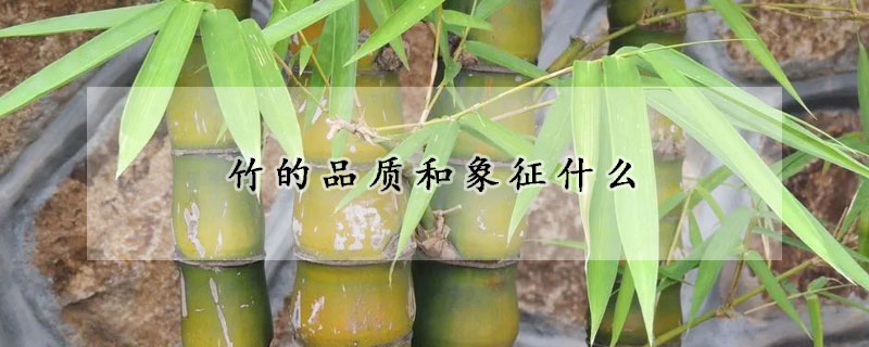 竹的品质和象征什么