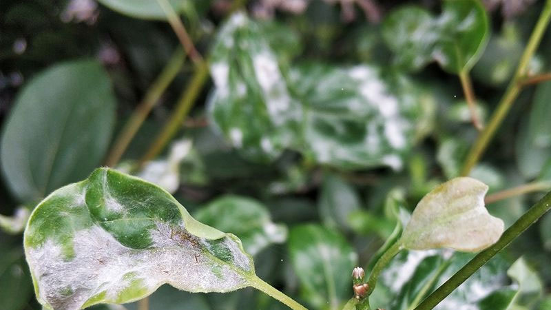 盆栽植物上出现白霜状东西