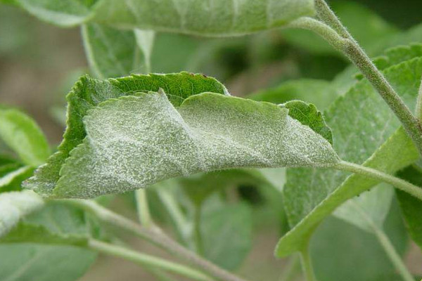 盆栽植物上出现白霜状东西