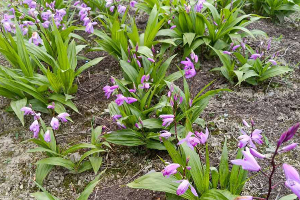 白芨的价格 2021白芨价格50-250元一斤