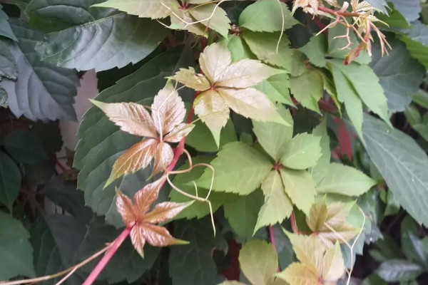 爬山虎图片大全 各种爬山虎图片大全