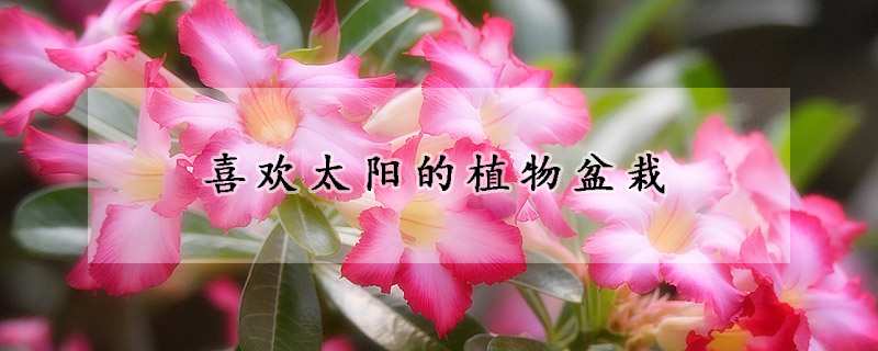 喜欢太阳的植物盆栽