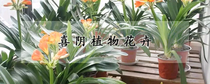 喜阴植物花卉
