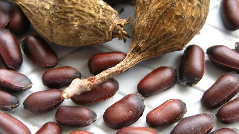 腊梅种子什么时候种植最好