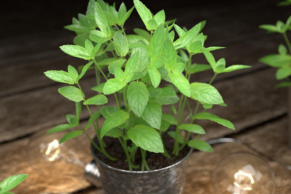 盆栽药材大全 药用盆栽植物有哪些