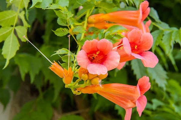 凌霄花种在院子里风水 凌霄花地栽要注意什么
