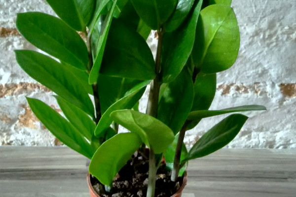 植物风水 室内植物风水