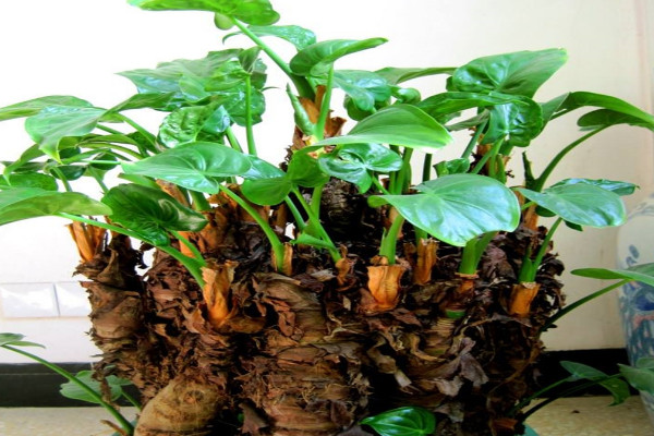 植物风水 室内植物风水