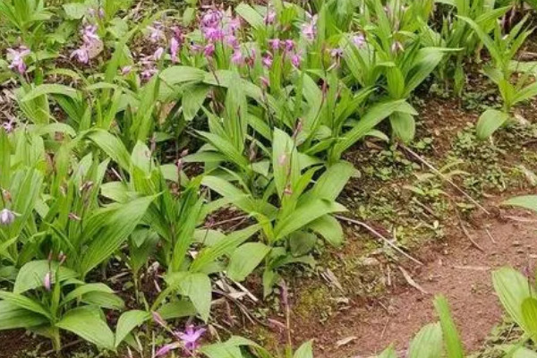 白芨种苗价格 2021白芨种苗价格0.3-1.2元一株