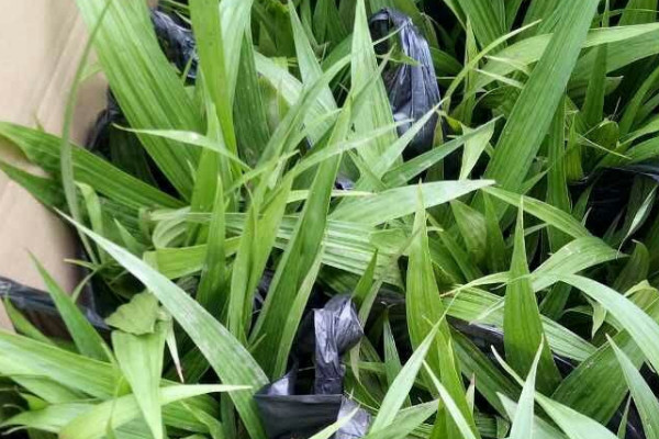 白芨种苗价格 2021白芨种苗价格0.3-1.2元一株