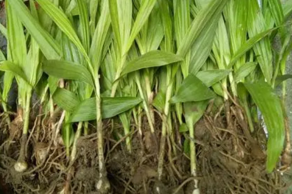 白芨种苗价格 2021白芨种苗价格0.3-1.2元一株