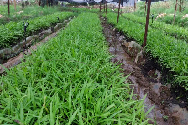 白芨种苗多少钱一公斤 2021白芨种苗30元一公斤