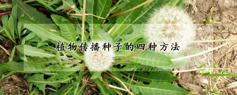 植物传播种子的四种方法