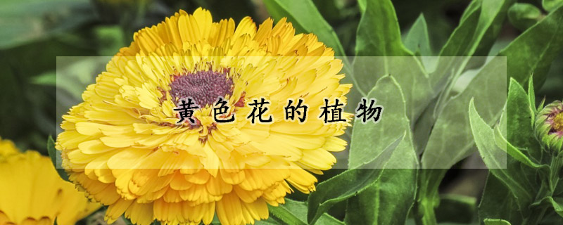 黄色花的植物